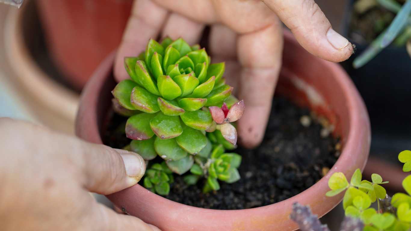 Tips menanam sekulen