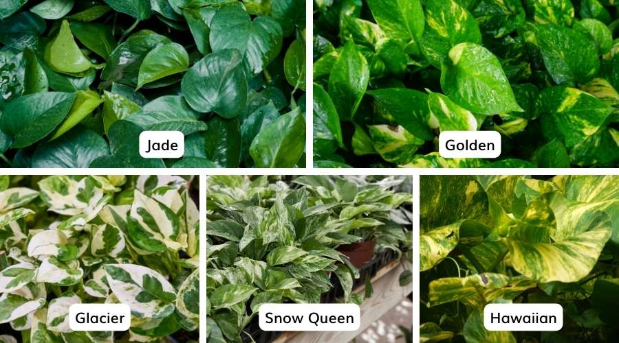 There are many variations of photos plants. Get your pothos plant at Terra Flora Bali