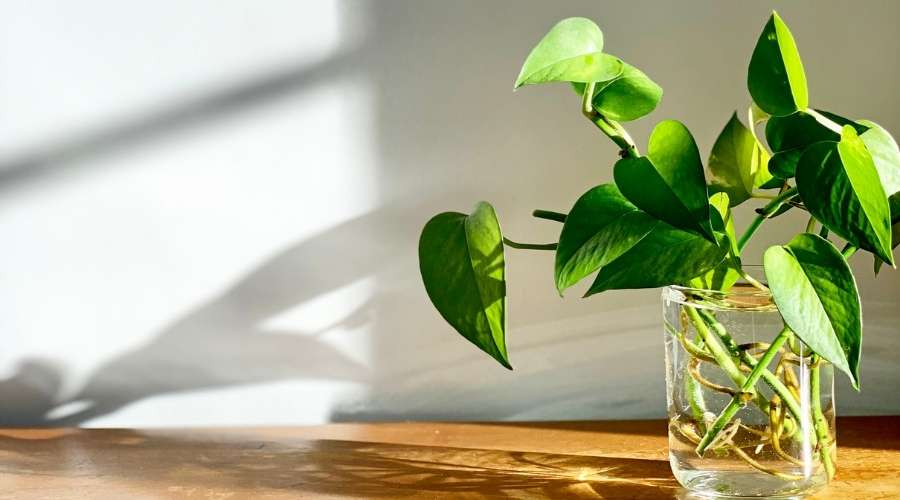 How to take care of Pothos plants