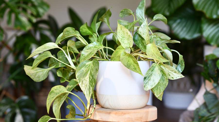 Pothos Plant in white pot