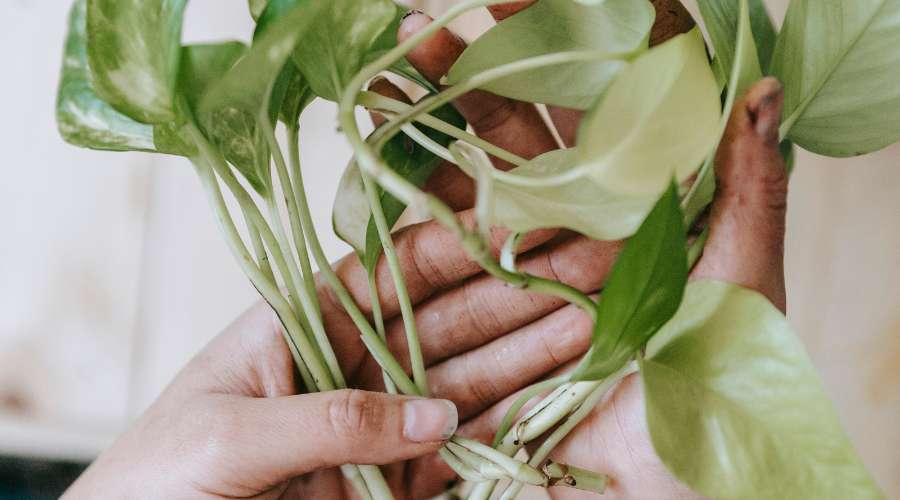 How much water should you give your Pothos plants? Water propagation.