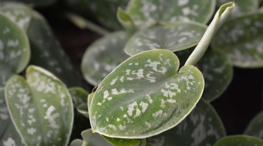 Satin Pothos leaves