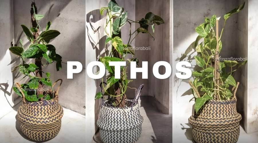 Buy Pothos Plant at Terra Flora Bali
