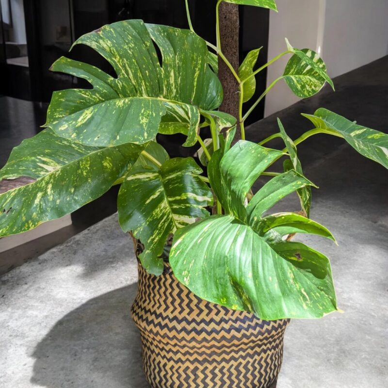 Big Pothos