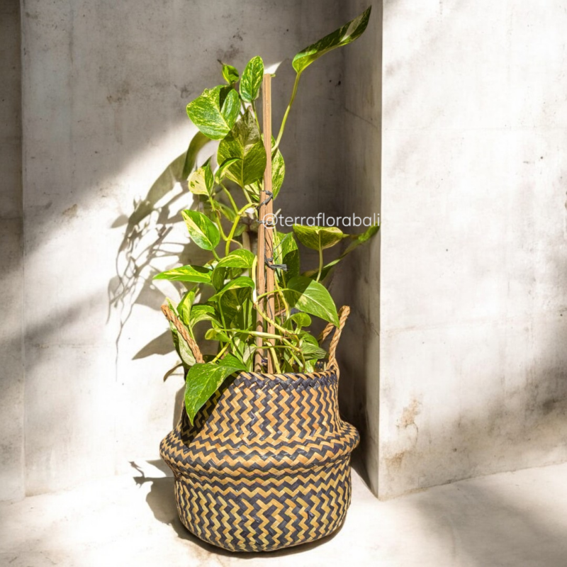 Pothos